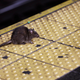 A 2015 photo of a rat crossing a Times Square subway platform in New York City